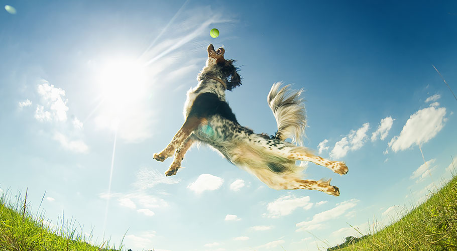 dog jumping for a ball