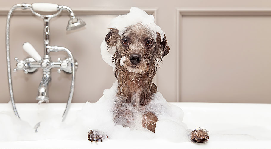 dog in the bath